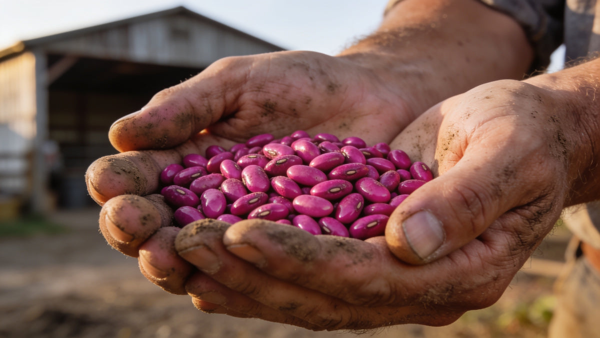 A farmer holding a handful of commercially treated soybean seed, coated vivid magenta