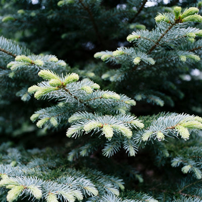 Frasier Fir (Type) Fragrance Oil