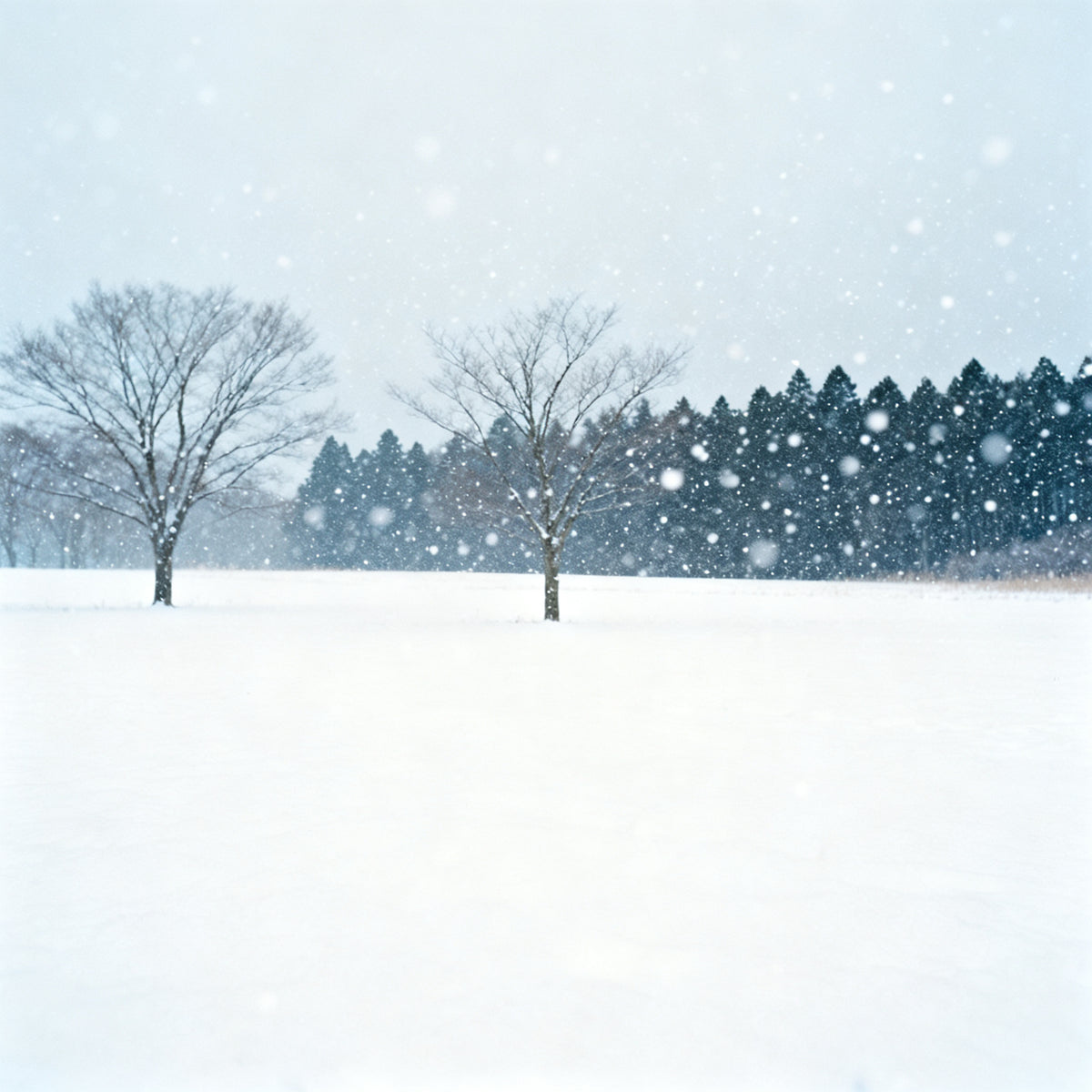 Fresh Snow (Type) Fragrance Oil
