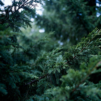 Balsam and Cedar (Type) Fragrance Oil