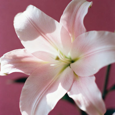 Pink Chiffon (Type) Fragrance Oil