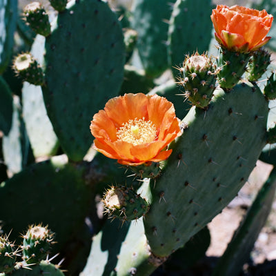 Baja Cactus Blossom (Type) Fragrance Oil