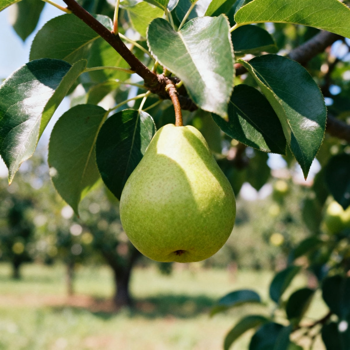 Bartlett Pear (Type) Fragrance Oil