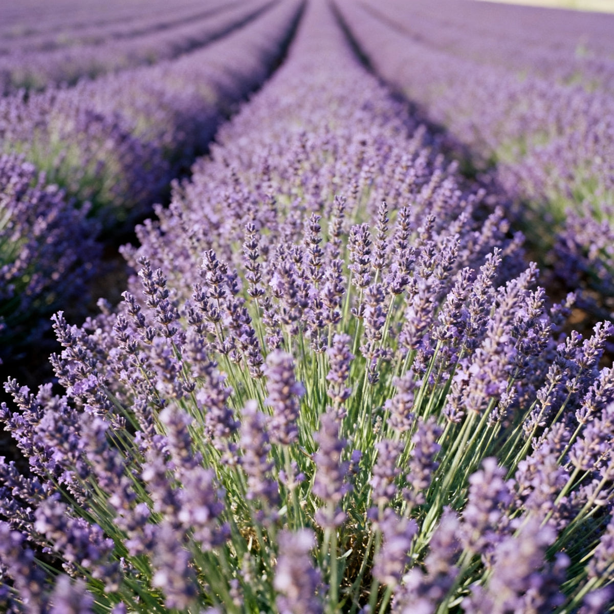 True Lavender Fragrance Oil
